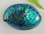 Medium A-Grade Full Polished NZ Paua Shell Boxed #308