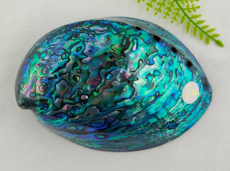 Medium A-Grade Full Polished NZ Paua Shell Boxed #308