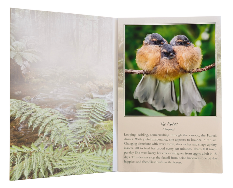 Fantail Bird Sound Card