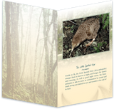 Little Spotted Kiwi Bird Sound Card