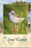The Grey Warbler Bird Sound Card