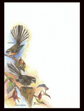 Note Pad Fantails - #N4