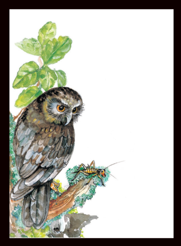 Note Pad Morepork - #N6 Main image