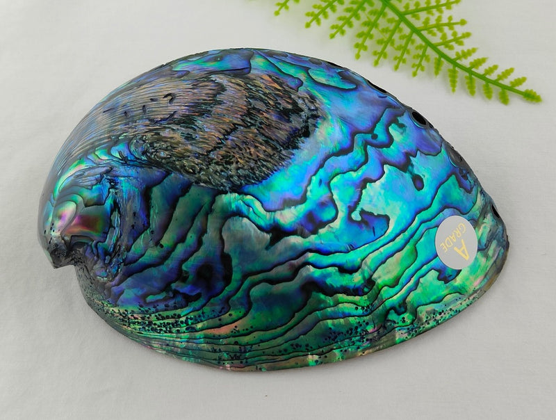 NZ Paua Shell – Souvenir Factory Shop