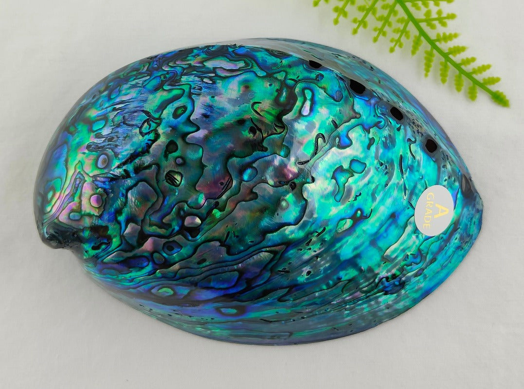 Medium A-Grade Full Polished NZ Paua Shell Boxed #308 Main image