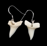 Small Mako Shark Teeth Earrings - 2cm #363