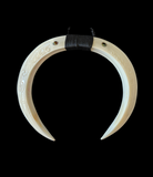 Real Genuine Pig Tusk Necklace #2