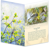 The Grey Warbler Bird Sound Card